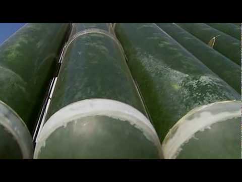 Chlorella and Spirulina. Chlorella and Spirulina Chlorella and Spirulina. Chlorella and Spirulina