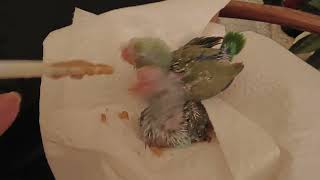 Sld Baby Birds Feeding Ccs Parrotlets