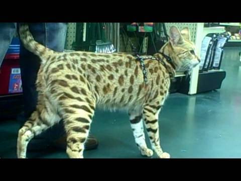 TITAN a male F1 Savannah Cat from A1 Savannahs goes shopping