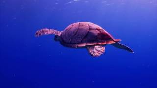 Waters Of Life Naturescapes Music Underwater Segment Waters Of Life Naturescapes Music Underwater Segment