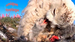 Snowy owl’s story: from eggs to big chicks