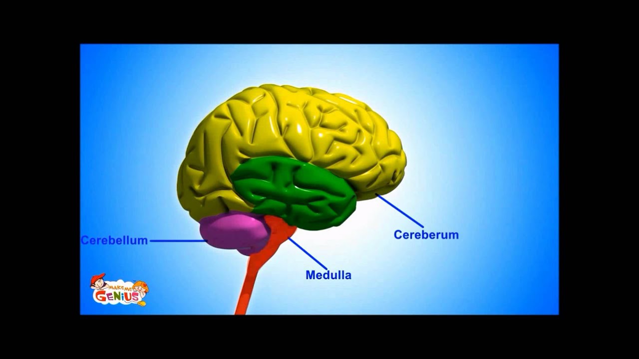 Medulla ( Brain Stem ) - Functions Video for kids by makemegenius.com