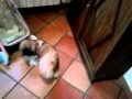 Animal sex Il mio cane è un pervertito xD