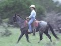 Hancock/Blue Valentine Filly for Sale