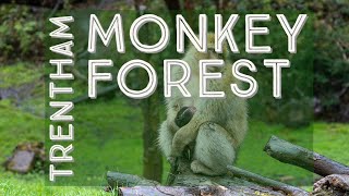 Trentham Monkey Forest | Nikon Z7 In The Rain