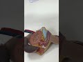 Aparato reproductor masculino