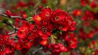 Paradise for Bees and Insects, ❤️ Gift of Life ❤️ Thomas Bergersen, Ruppichteroth, save the bees