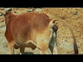 Cow Video Funny | Indian Cow Dung | Watch How Cow Excrete Dung on Indian Streets Video | Gaai Gobar