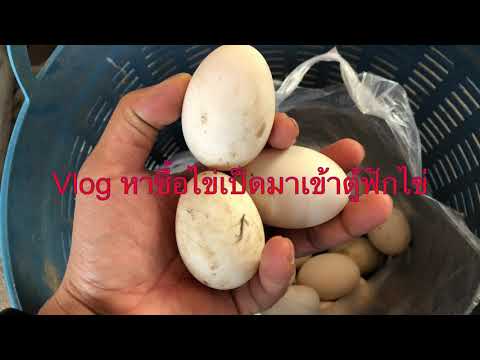 vlog เลี้ยงเป็ดไข่ หาชื้อไข่เป็ดมาฟักไข่ ด้วยตู้ฟักไข่ diy