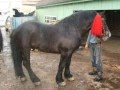 cai de vanzare DUMITRU Mates 0749576988