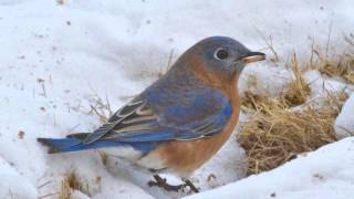 Watch Robin Trower Bluebird video