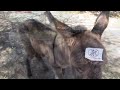 OATMAN ARIZONA ~ OLD MINING GHOST TOWN [HD]