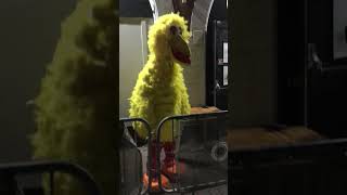 Big Bird Going To The Night Club Tipsy He Is Yellow Birdlolhe Going To The Club Dance Hugebig