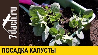 🌱 Как посадить рассаду капусты в грядку: важные правила - 7 дач