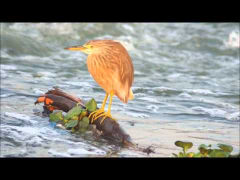 Kerala Mula Hd Video