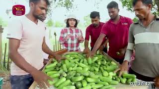 A PARC |2023-01-08 | Pickle  Cucumber | Agriculture Program