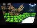 HC 'Cuba' Growth Day 11 - Hemianthus callitrichoides 'Cuba' - Shrimp Tank