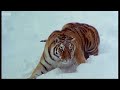 World's Most Powerful Predator - Life of Mammals - BBC