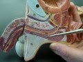Male Reproductive 2 download mp3 dan video Male Reproductive 2