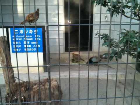 日本神奈川　夢見ヶ崎動物公園　YumemigasakiZoo KanagawaPref．，Japan