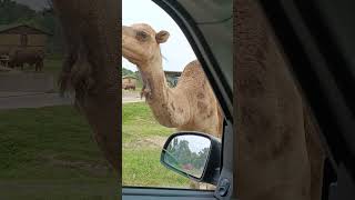 Big Camel Cute Camel