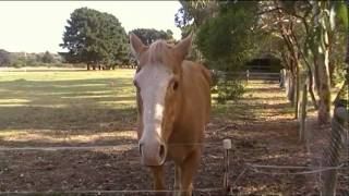 My Horse, Mouse