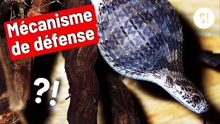Ce Serpent Sait Se Défendre