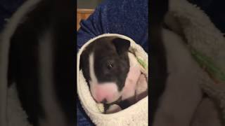 Christmas Puppy Evolutions Mini Bull Terriersthe Only Acceptable Bully.