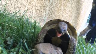Accouplement Tortue Cri Turtle Scream