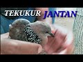 43++ Ciri burung tekukur jantan betina terupdate