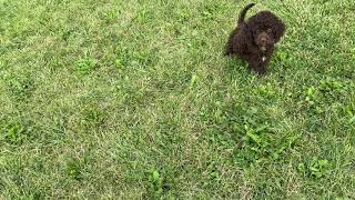 Blossom The Cavapoo puppy