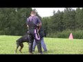 Dobermann Harras Haico Alary Aslar - 7/2009