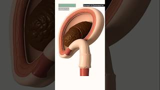 Constipation In Digestive System 3D Animation Explained Stomach Ai Generated Art