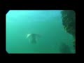 videos de sirenas reales