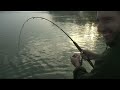 AWESOME MONSTER CATFISH - HD by YURI GRISENDI