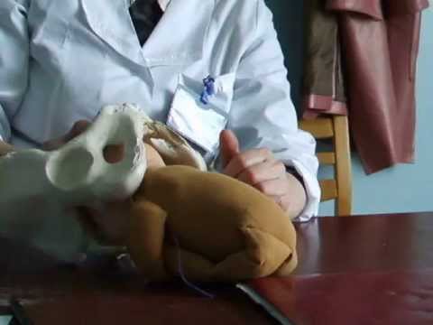 Смотреть роды в живую на русском языке Смотреть роды в живую на русском языке