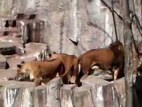 札幌円山動物園　ライオンの家族
