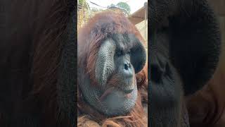 Magnificent Male Orangutan.