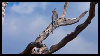 sultan papağanları doğal yaşamı belgesel görüntüleri