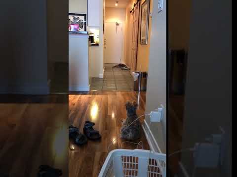 Waiting Video