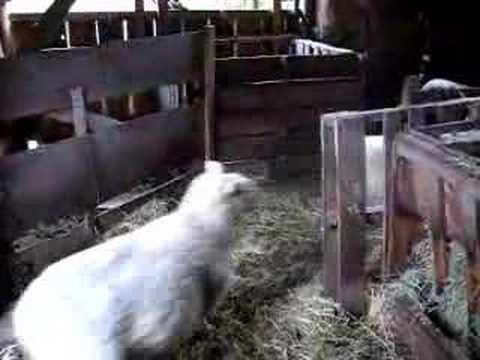 Counting Sheep Video