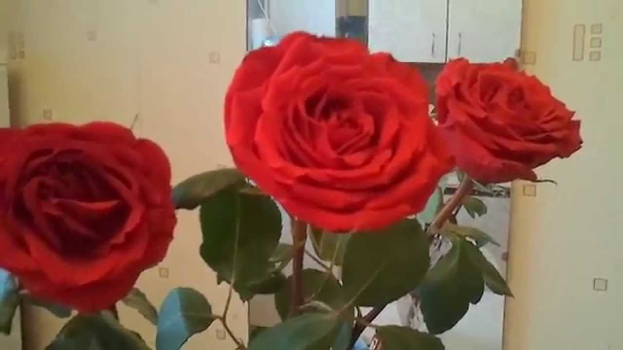 Как сделать что бы розы стояли 845