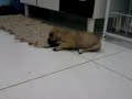 Pandora Pestinha ;)