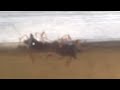 ACCOPPIAMENTO INSETTI - ANIMALI
