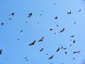Going batty in Sydney