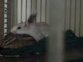 My Chipmunks, Spunky Munky and Izzy