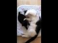 Male cat nursing kitten