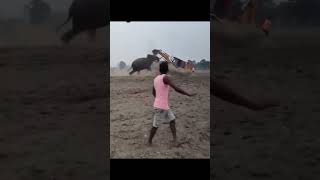 Silent Cries Telanganas Emotional Animal Plea For Saving There Life