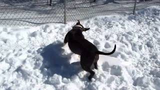 Meet Coco A Terrier, Staffordshire Bull Currently Available For Adoption At Petango 2282011 8