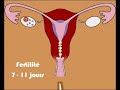 stimuler l'ovulation